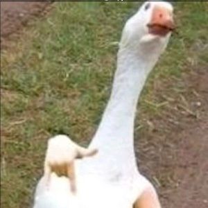 Meet your Posher, Noah